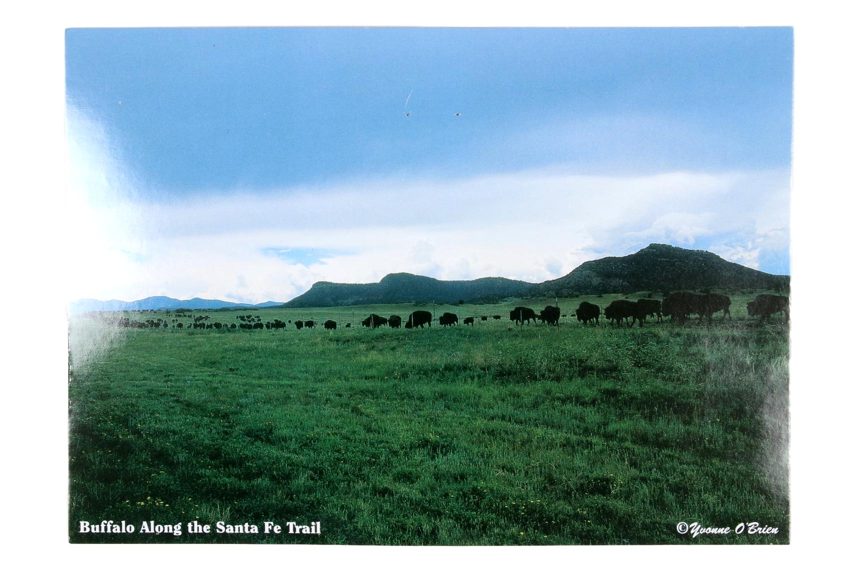 Buffalo on Santa Fe Trail Post Card
