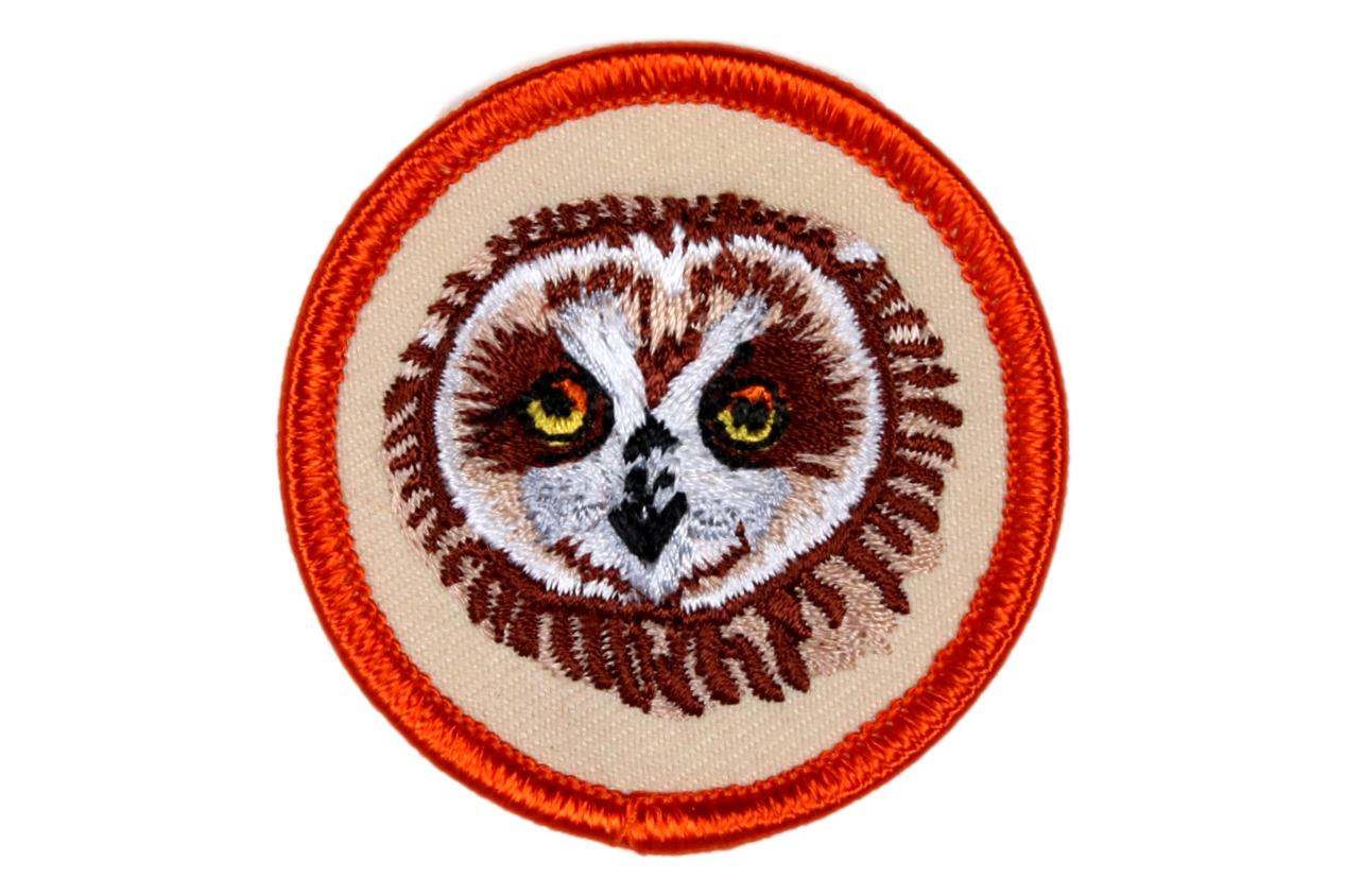 Owl PM Barn Owl